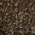 2019 new crop chinese sunflower seeds type 361 inner mongolia factory big size